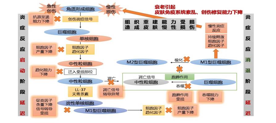 资源整合策略实施：7777788888精准跑狗图正版_GM版26.23.68