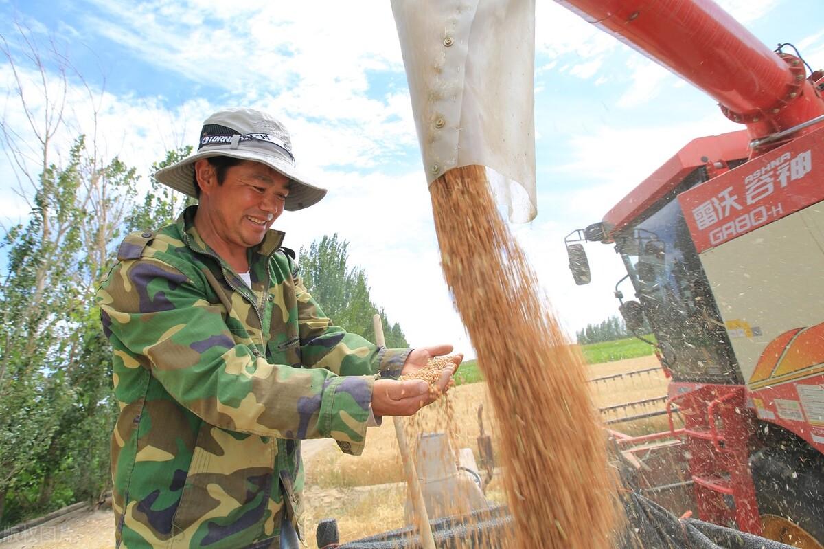 最新小麦价格动态及全球市场的影响分析