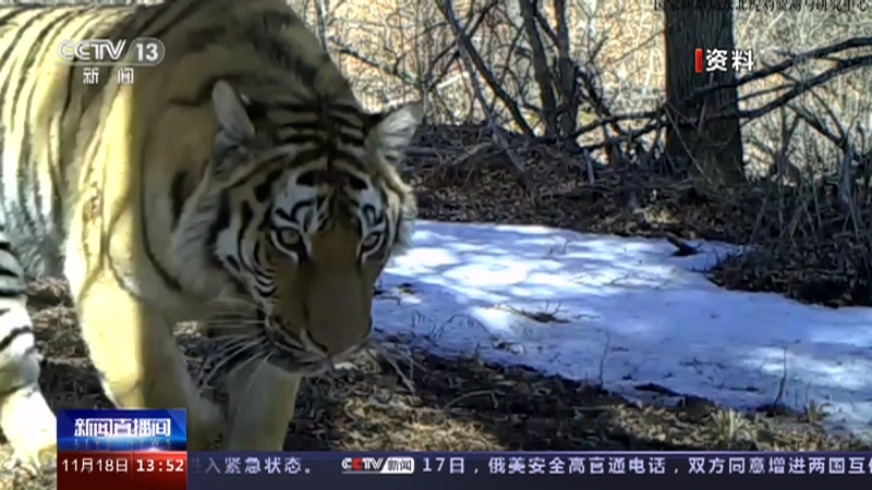 游客偶遇本地野生东北虎，人与自然的温情邂逅