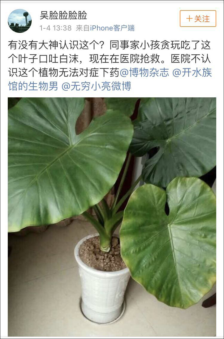 滴水观音误食事件，医生回应与植物知识普及