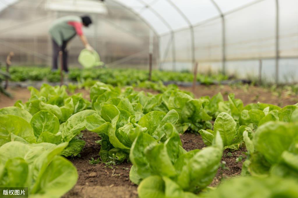 秋季蔬菜市场繁荣，供应充足与多方观点探讨