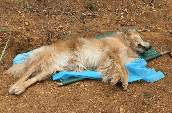 贵州小区宠物狗集体中毒死亡事件，热议与观点分析