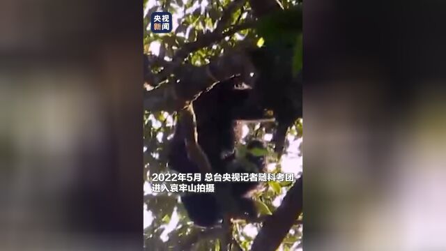 哀牢山神秘科考之旅，鸟鸣如人语