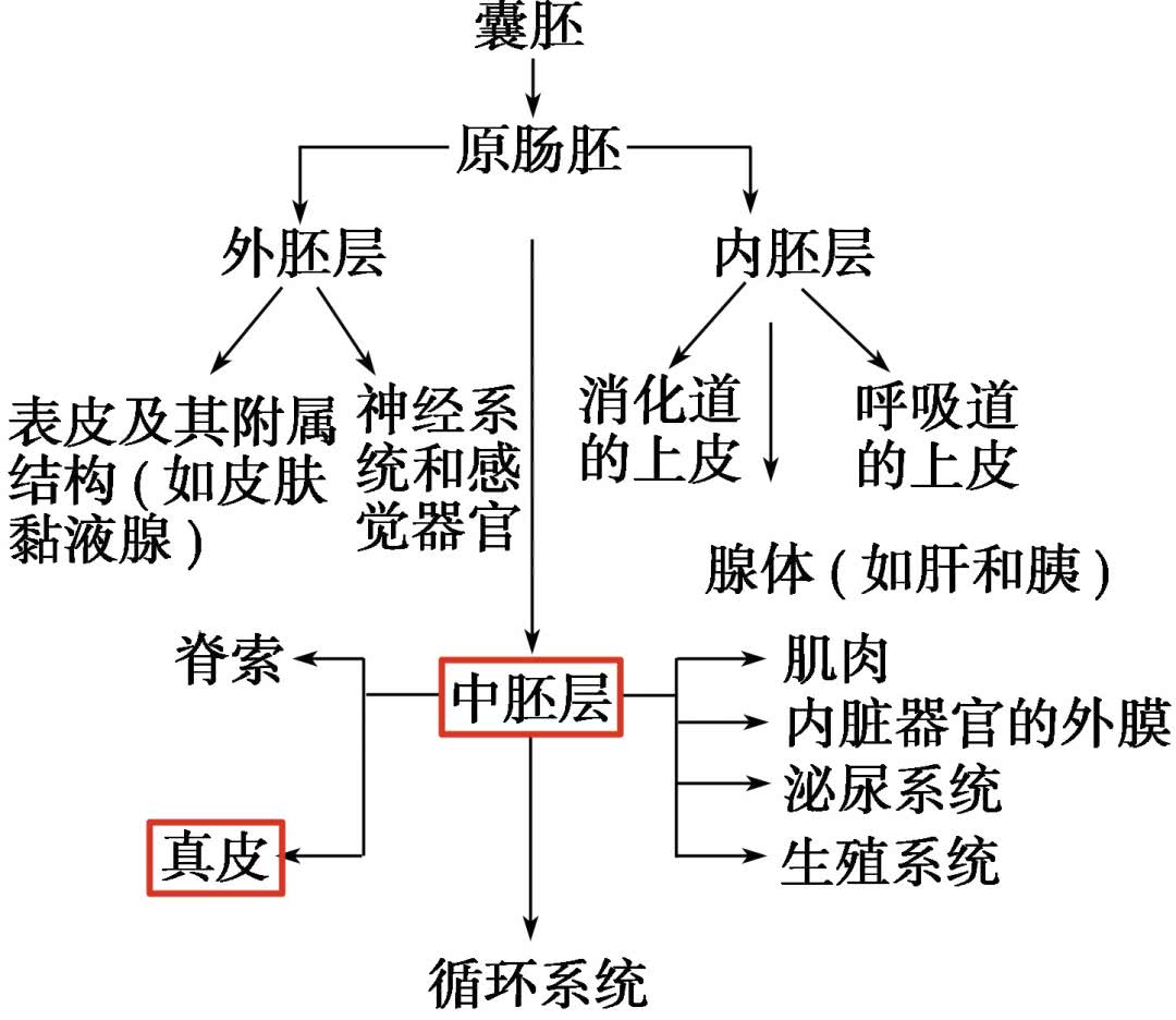 “新澳最高效龙门客栈解析揭秘：九天玄仙RNA59.9综合评估”