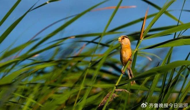 风吟鸟唱最新流出，自然之声的现代解读