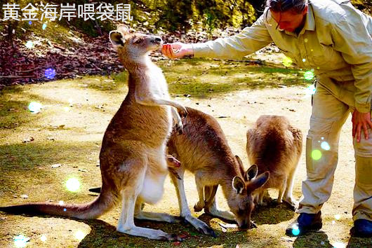 水貂最新价格，与自然美景的邂逅与寻找内心平和之旅