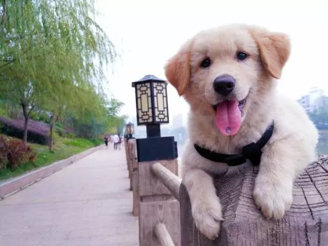 禁犬令最新,禁犬令最新，城市安全与宠物权利的平衡
